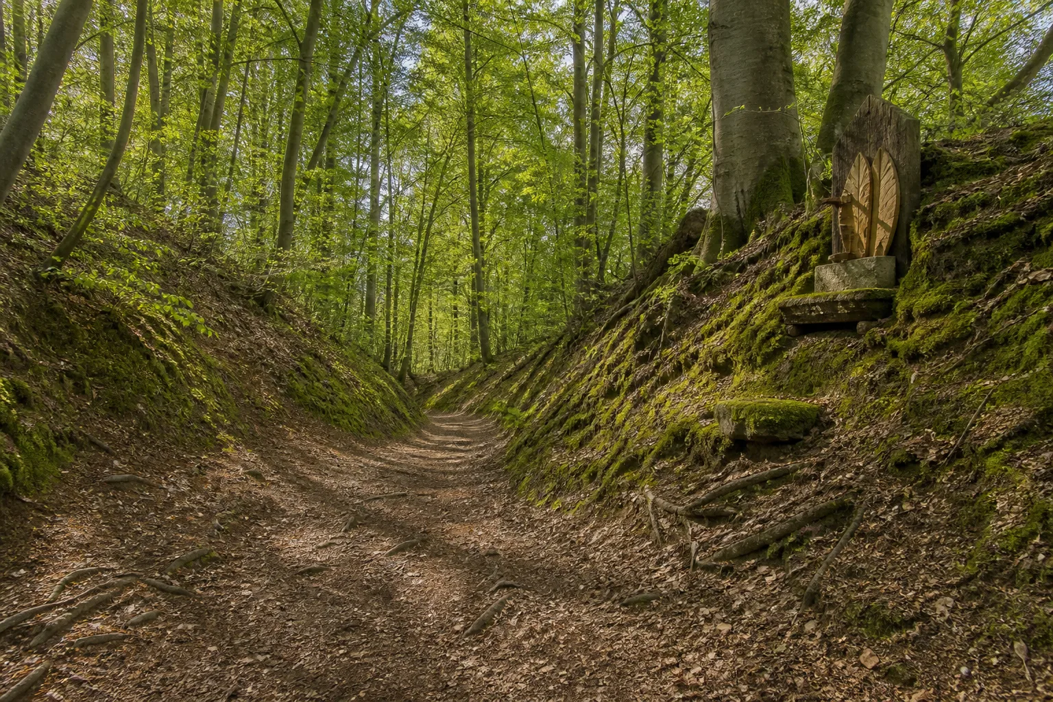 Waldweg mit historischen Hohlwegen bei Freudenberg-Hohenhain