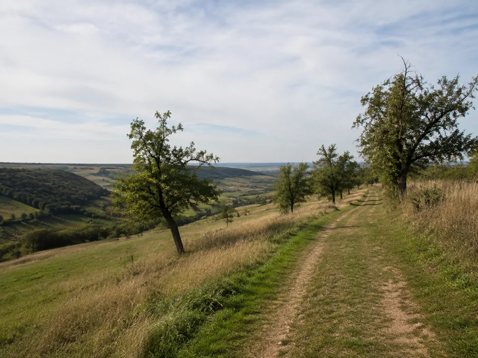 Plateau bei Zscheiplitz: Offener Feldweg auf niedrigem Kalkplateau, Obstbäume und breite Sicht über die sanften Unstruthänge