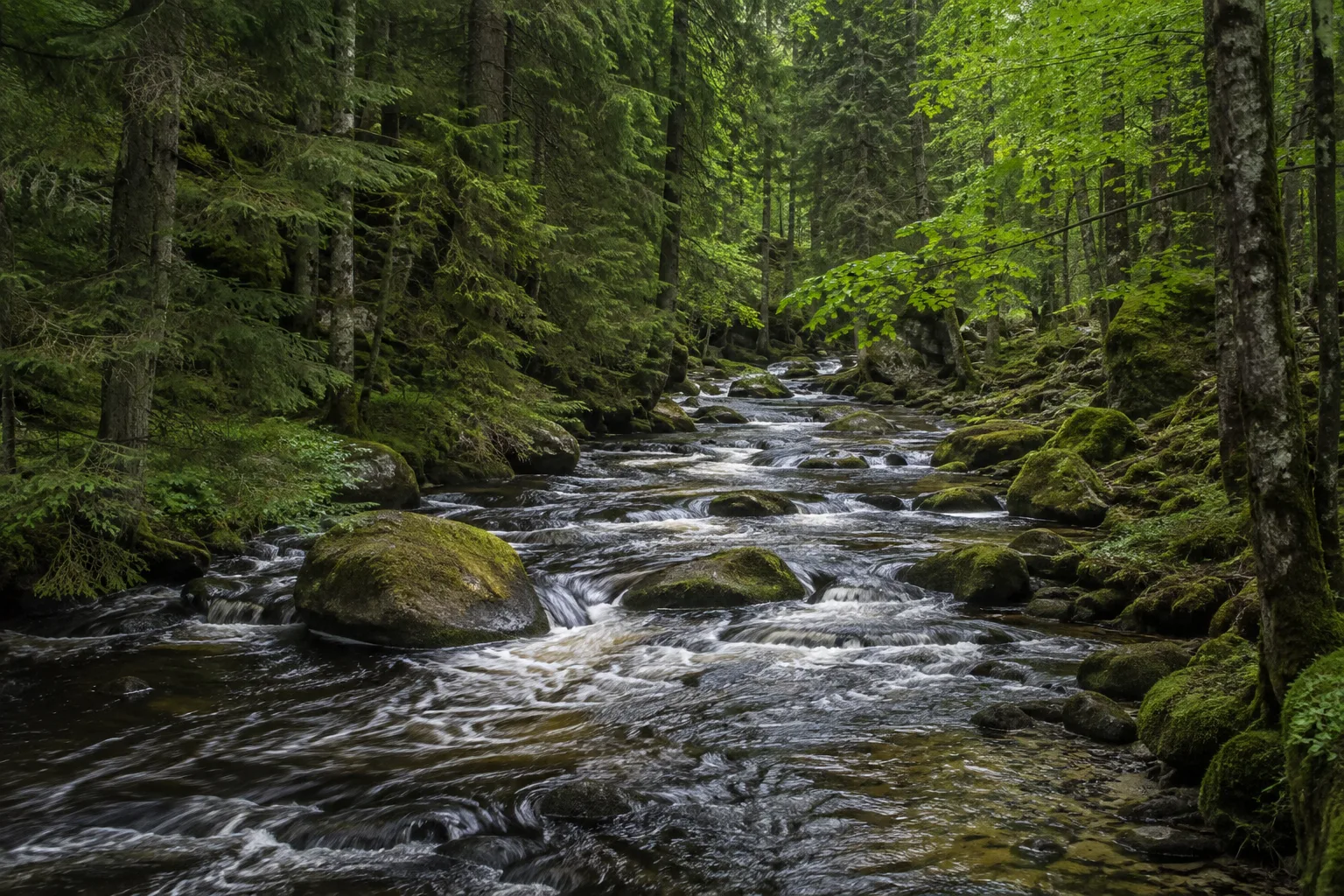 Reschbachtal: klarer Bach durch feuchten Bergmischwald