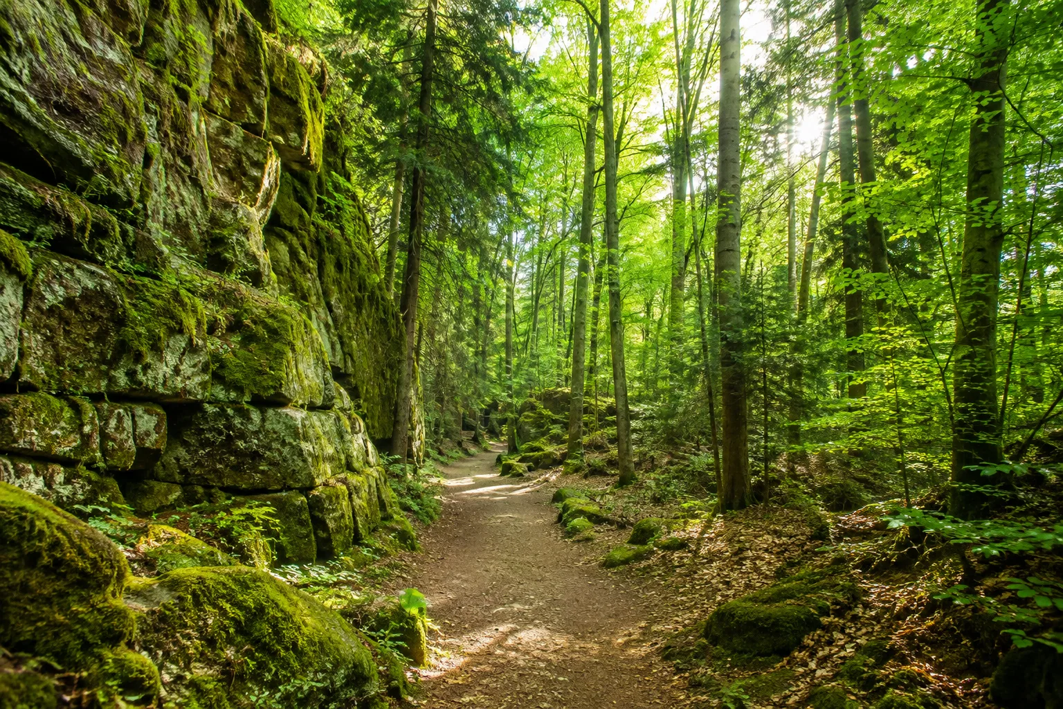 Friedrichroda: Friedrichroda: heller Mischwaldweg zwischen moosigen Felsen nahe der Marienglashöhle
