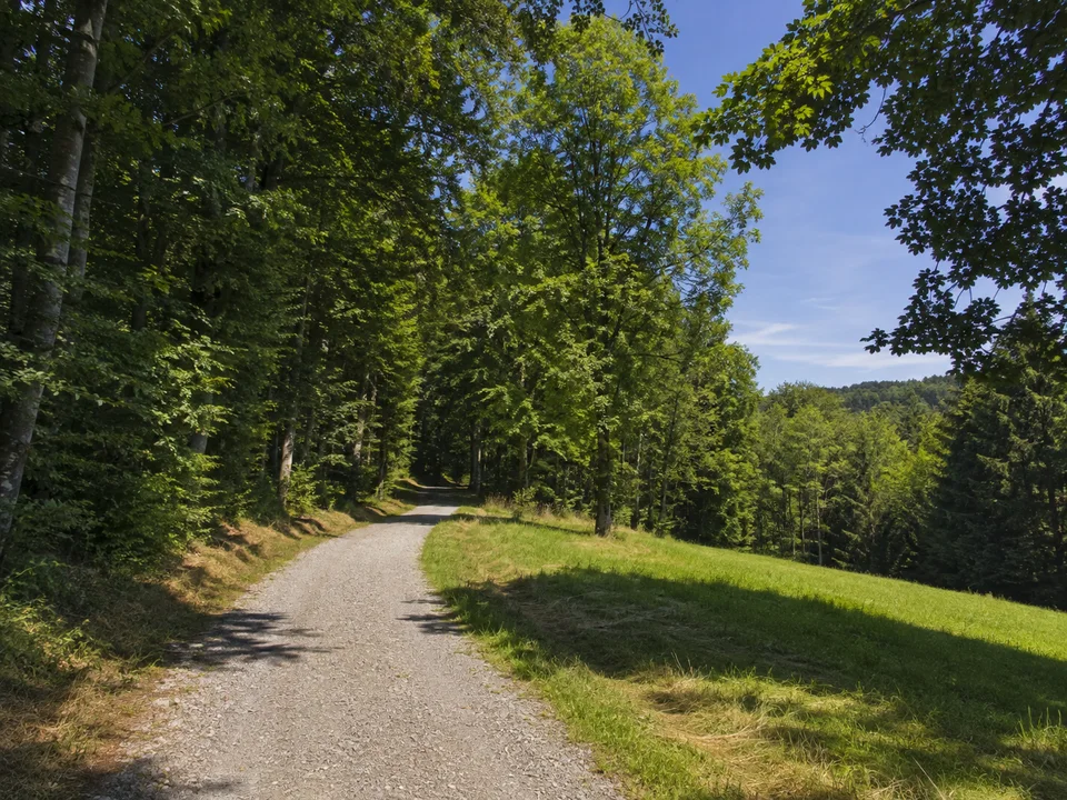 Raderacher Waldhügel: Mäßig hügeliger sommerlicher Buchenmischwald mit breitem Weg und kleinem offenen Wiesenrand