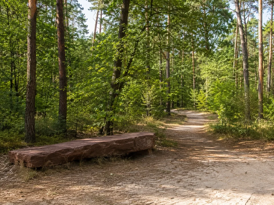 Fürther Stadtwald: Gemischter Fürther Stadtwald nahe Burgfarrnbach mit hohen Bäumen, sandigem Weg und niedriger roter Sandsteinbank.