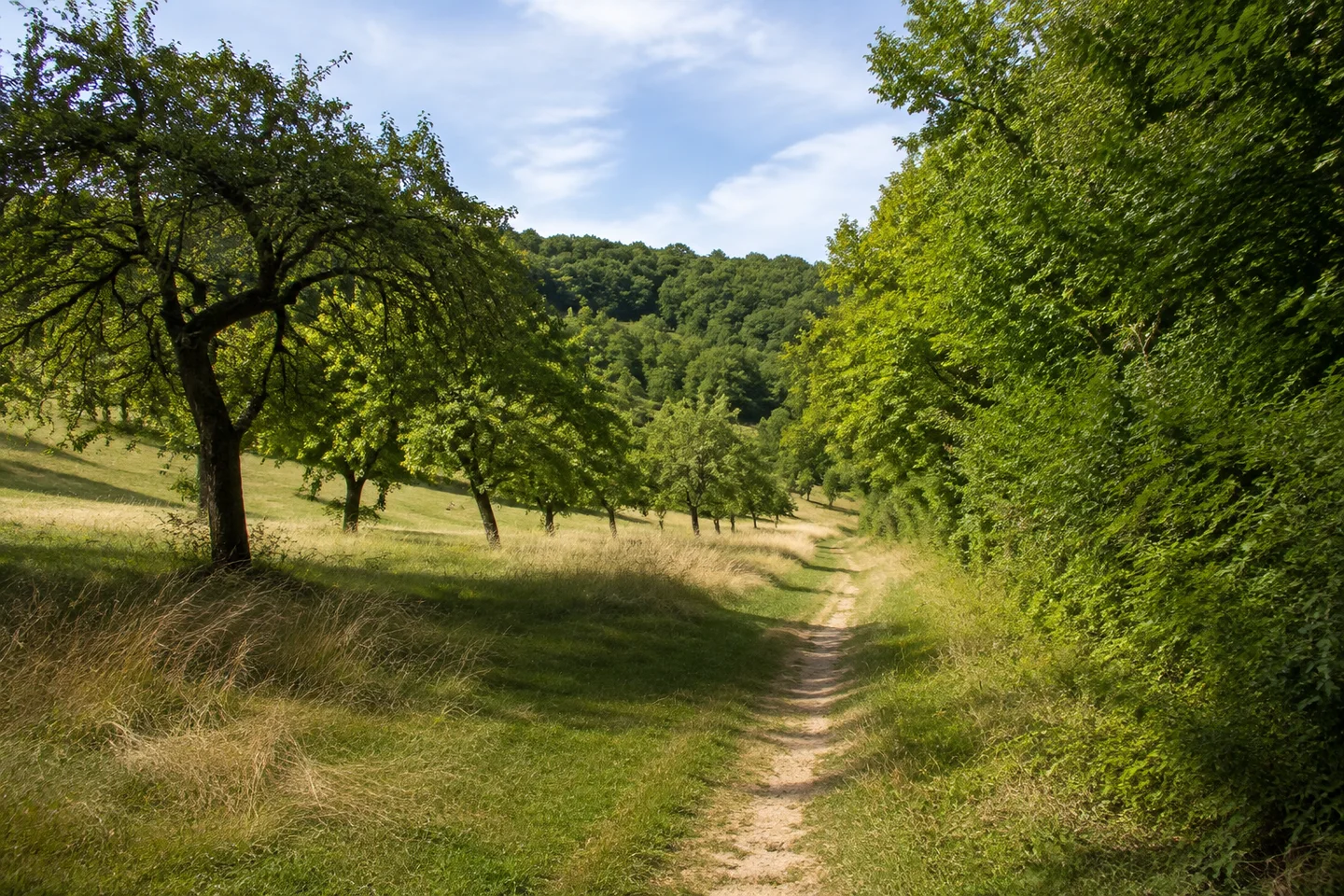 Obstwiesen und sanfte Hügel am Katzenberg bei Erlenbach in Fürth Odenwald, kleiner Feldweg zwischen alten Obstbäumen und Laubwald.