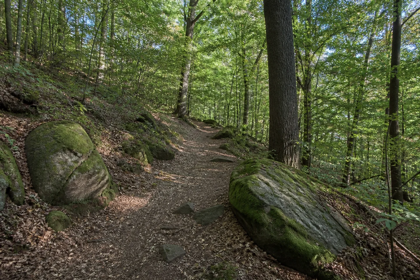Buchenmischwaldweg am Kahlberg bei Weschnitz in Fürth, leicht ansteigender breiter Naturweg mit Laubstreu und moosigen Steinbrocken.