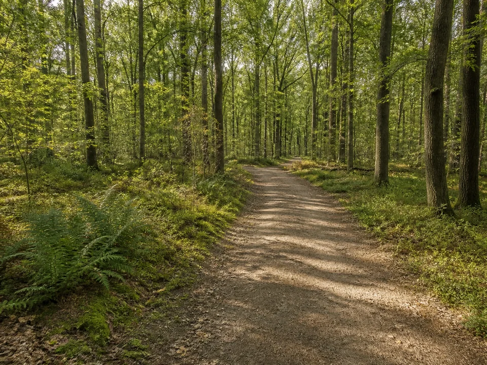 Stenumer Holz: Lichter Laubmischwald auf flachem bis sanftem Geestboden, sandiger Wanderweg, Farn und niedriges Unterholz