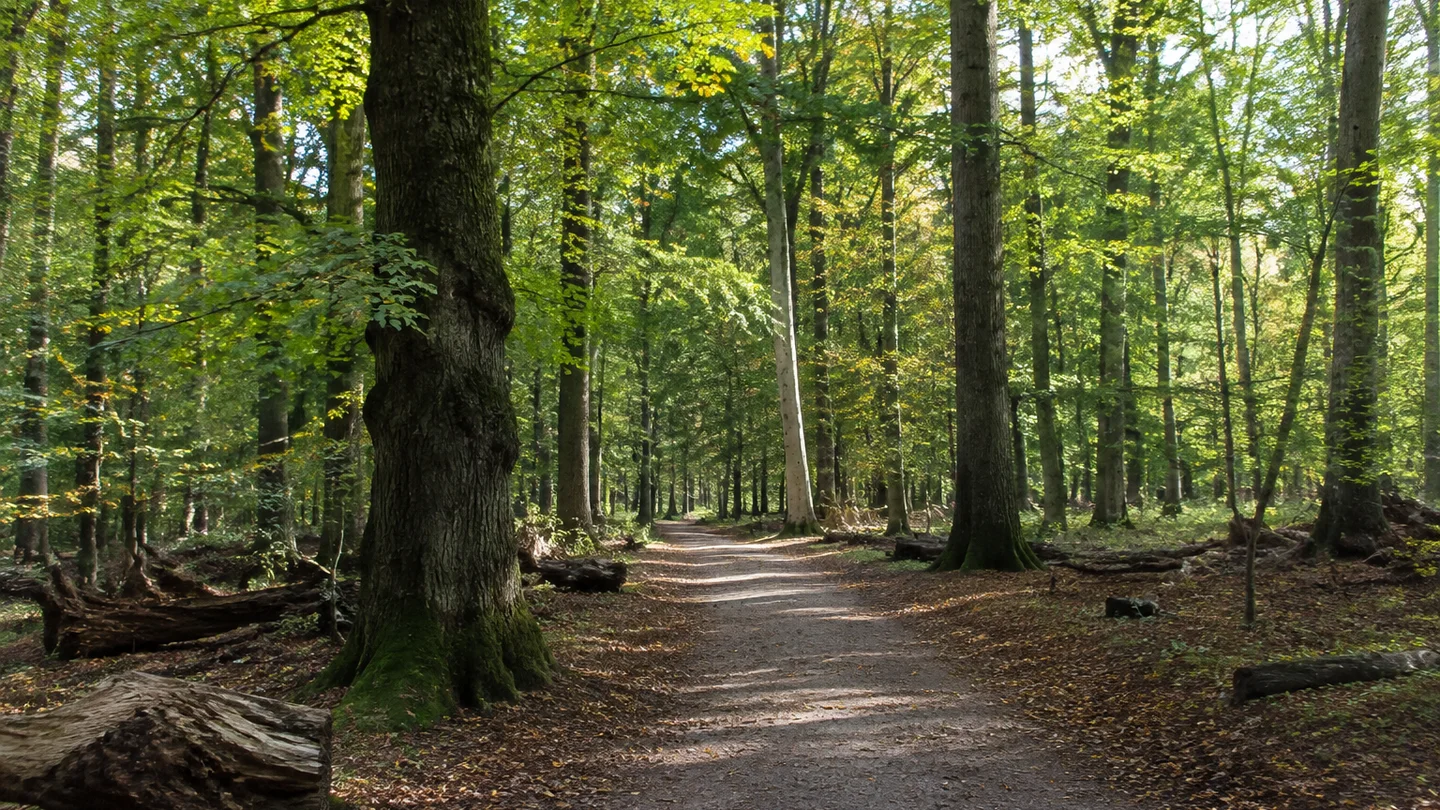 Ganderkesee: Falkenburg am Hasbruch: Alter norddeutscher Eichen-Buchenwald mit mächtigen knorrigen Stämmen, Laubstreu, liegendem Totholz und breitem öffentlichem Waldweg