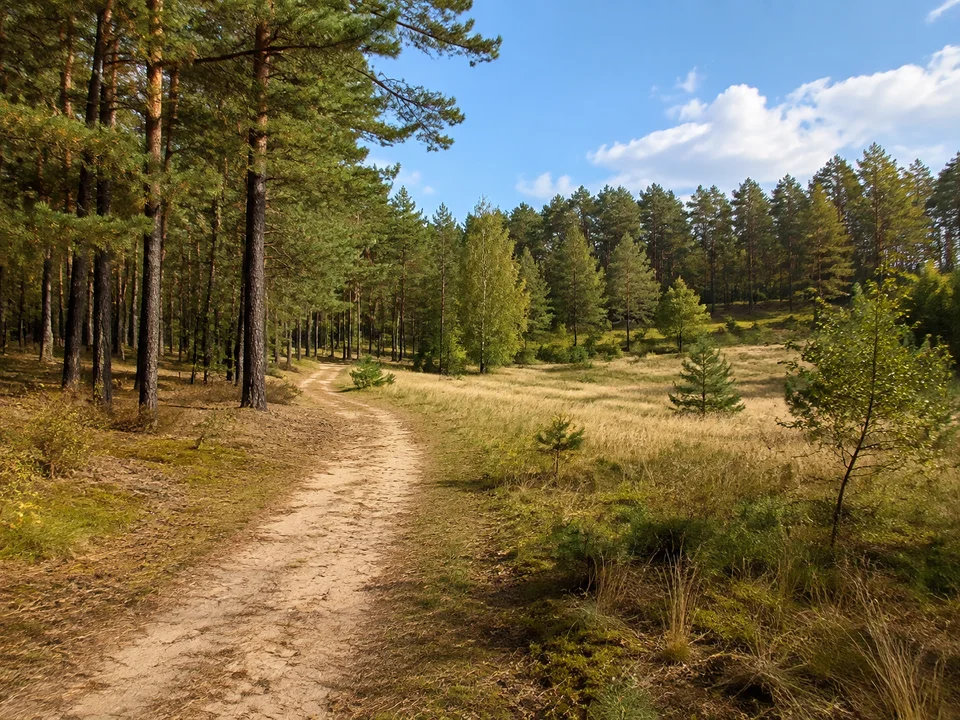 Zichtauer Waldhügel: Sanft hügeliger Mischwald mit sandigem Wanderweg und kleinen offenen Wiesen
