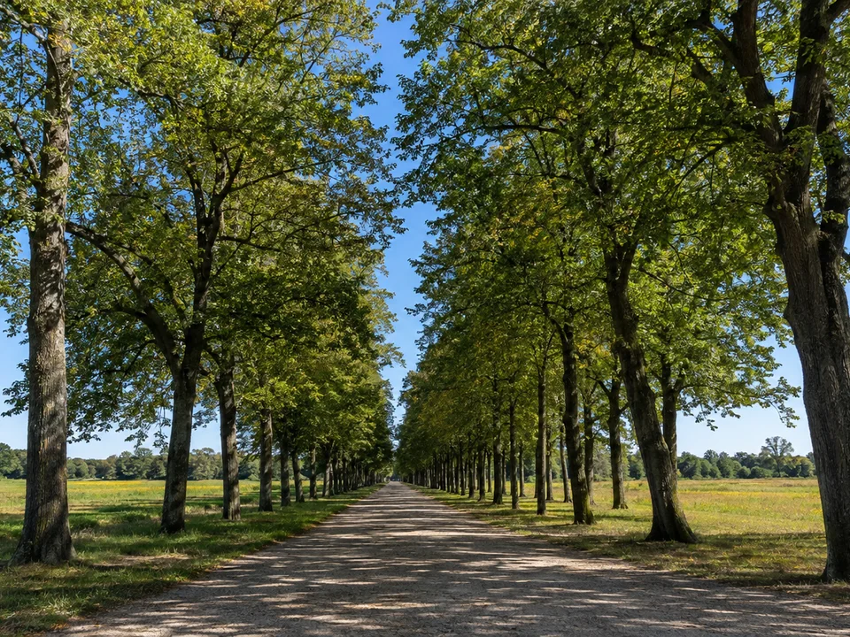 Oranienbaumer Allee: Symmetrische alte Lindenallee mit langem geradem Kiesweg und flachem Gelände