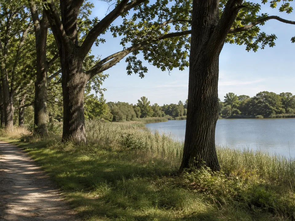Kühnauer Parkufer: Ruhiger schilfgesäumter See hinter locker stehenden alten Eichen und niedrigem Wiesenrand