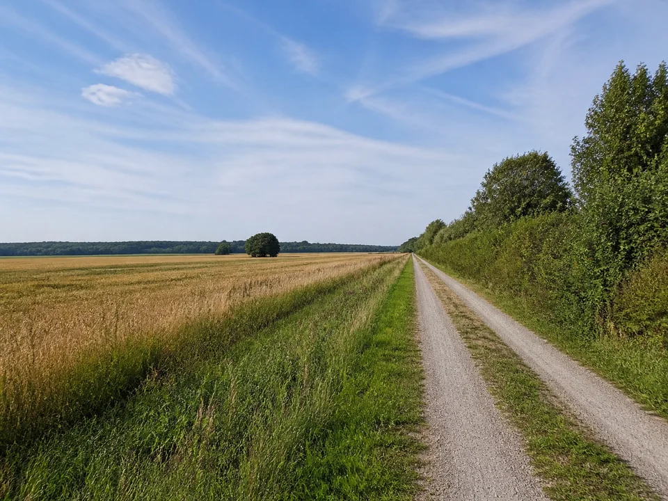 Buchendorfer Flur: weitläufige Felder auf flacher Hochfläche südwestlich München, Hecken und gerader Feldweg