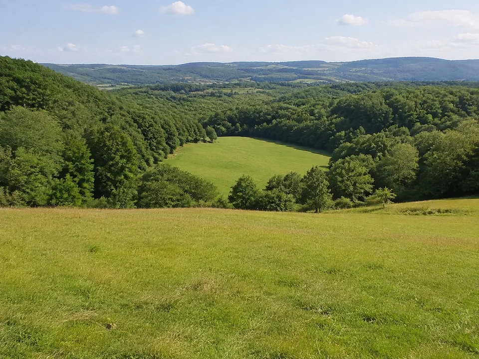 Stephanshäuser Waldwiesen: Offene grüne Kuppenwiese zwischen dichten Buchenwäldern mit sanftem Mittelgebirgshorizont