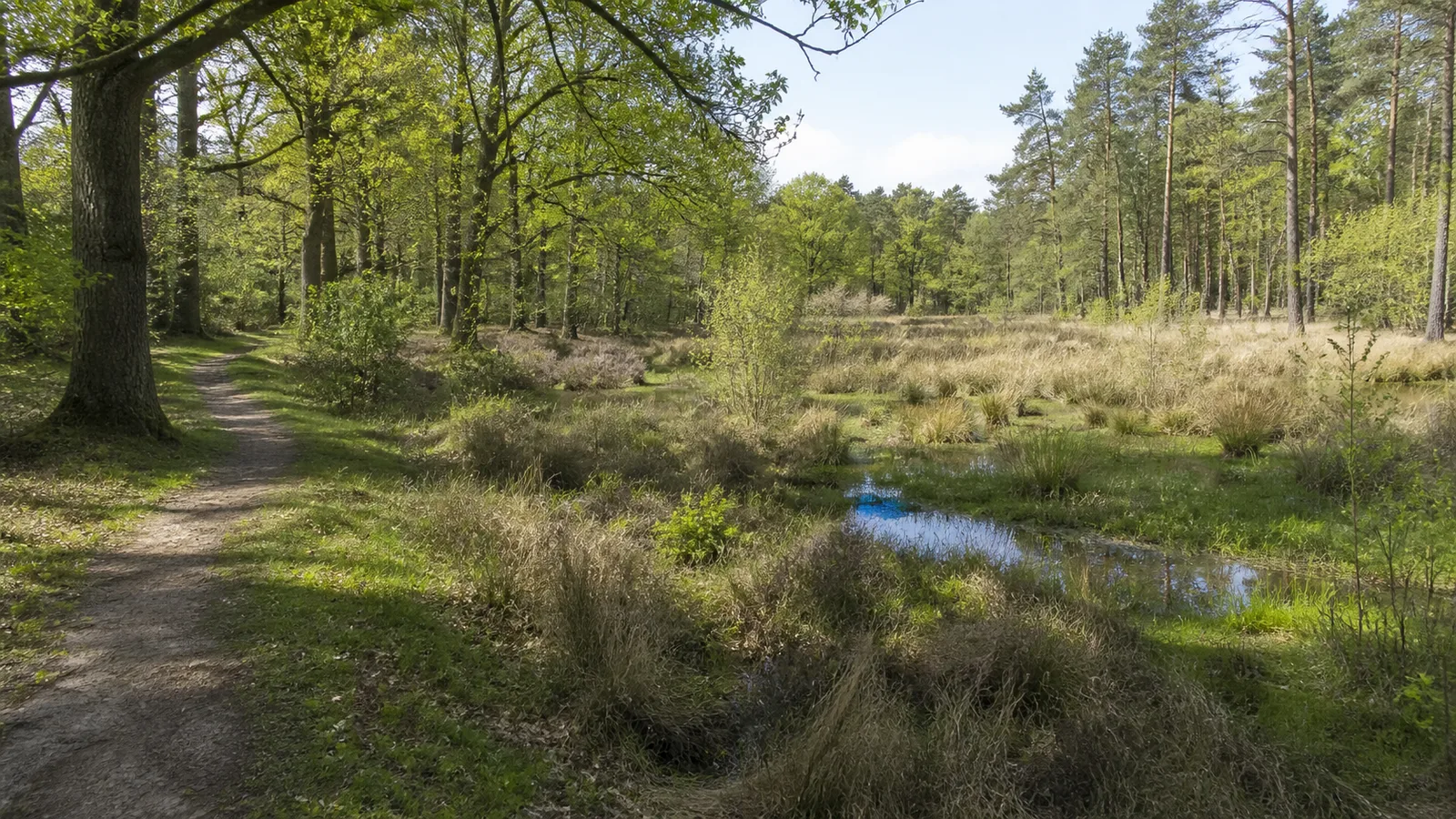 Feuchte Heidefläche im Wald bei Geldern-Walbeck