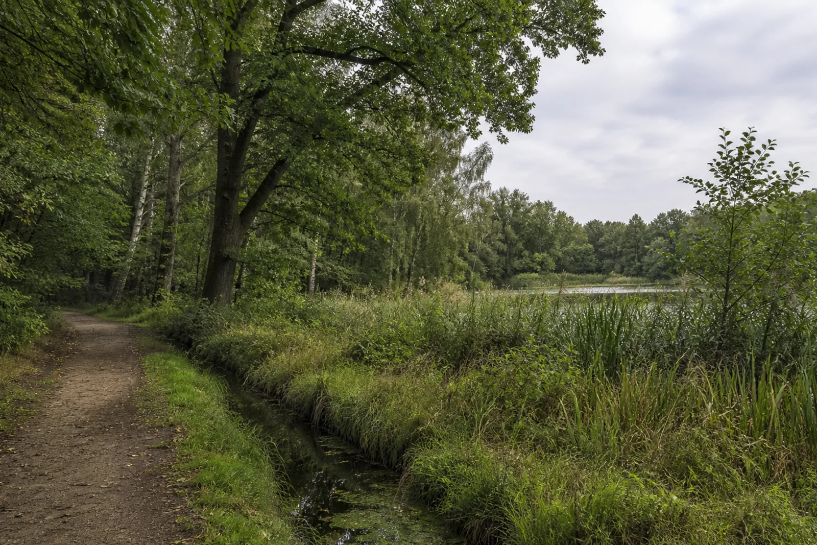 Feuchter Waldweg an Graben und Röhricht in der Resser Mark