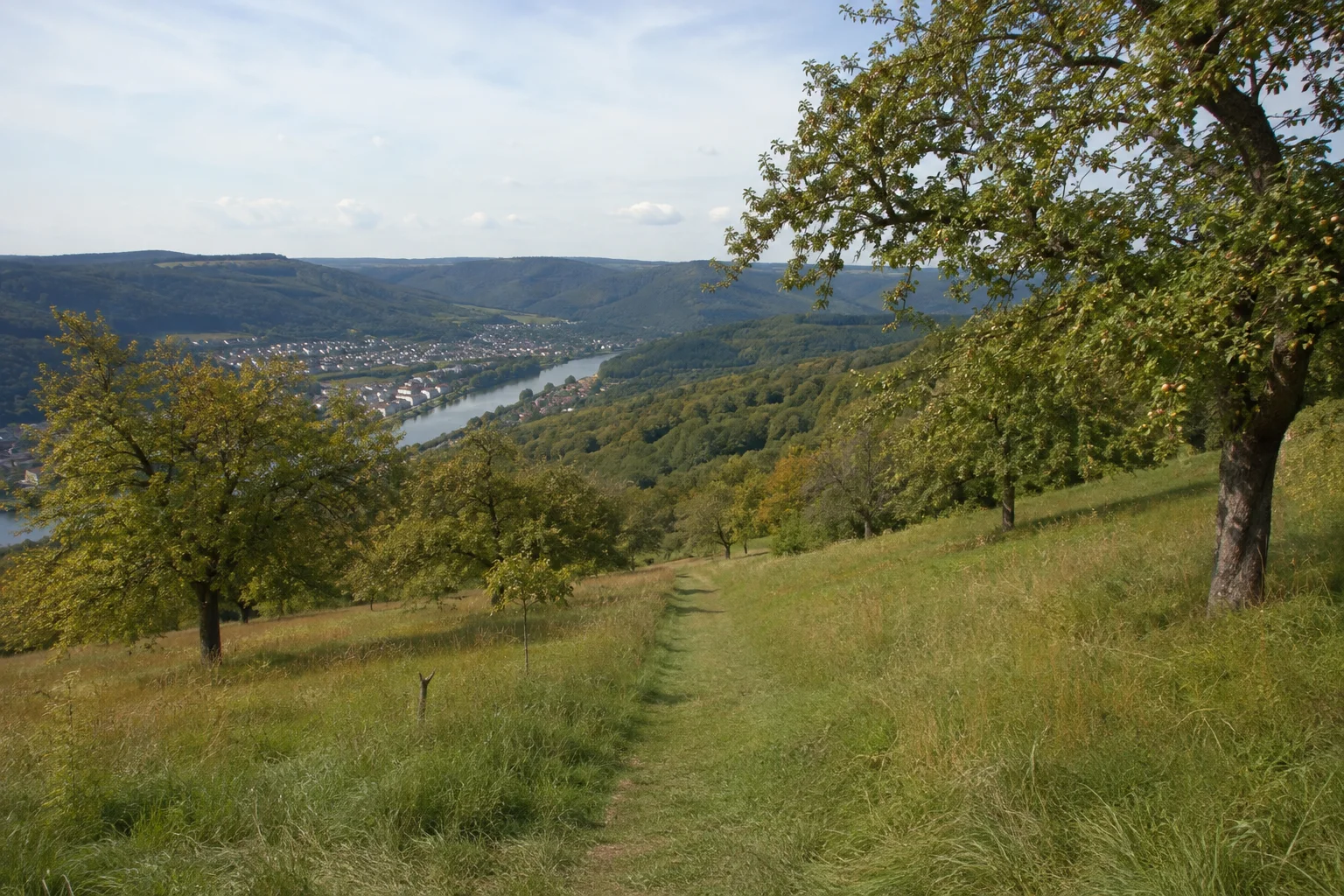 Langenprozelten: Wanderweg durch Obstwiesen am bewaldeten Mainhang mit vorsichtigem Blick ins breite Tal.