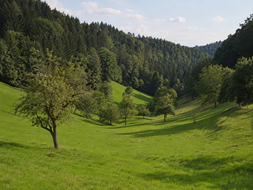 Reichenbacher Seitental: Grünes schmales Wiesental mit verstreuten Obstbäumen unter dichtem Buchen-Tannenwald