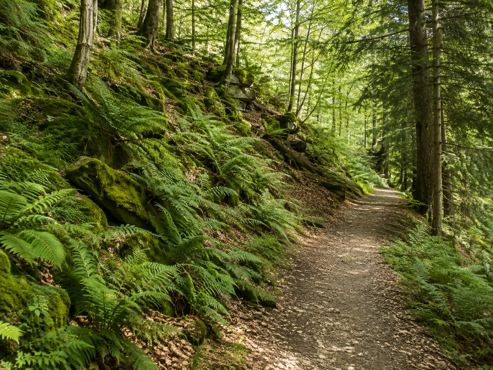 Fußbacher Waldweg: Unbefestigter Wanderweg an einem bewaldeten Hang mit Farnen und moosigen Steinen im südlichen Gengenbacher Stadtgebiet
