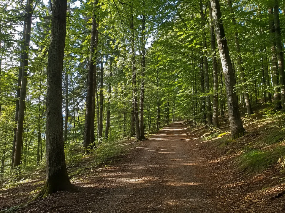 Ernseer Stadtwald: Breiter Waldweg unter Buchen und Eichen auf sanft ansteigendem bewaldetem Hang