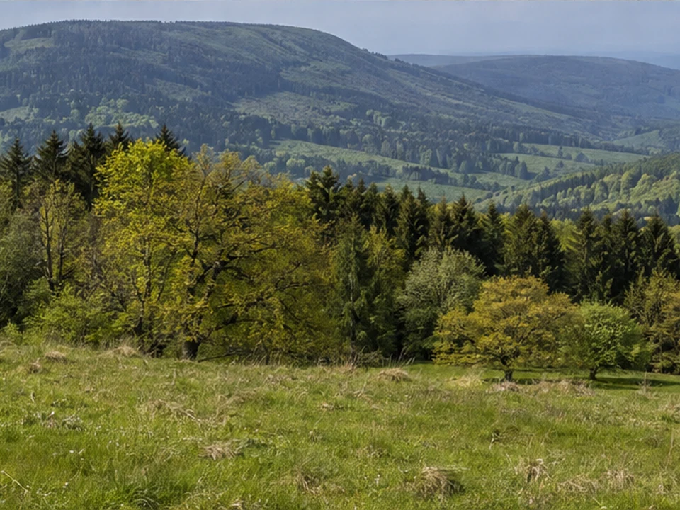 Ebersberg: Wald und offene Matten am Bergfuß