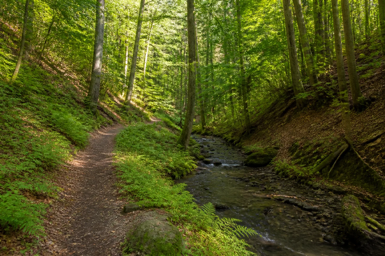 Bachpfad im Stefansbachtal
