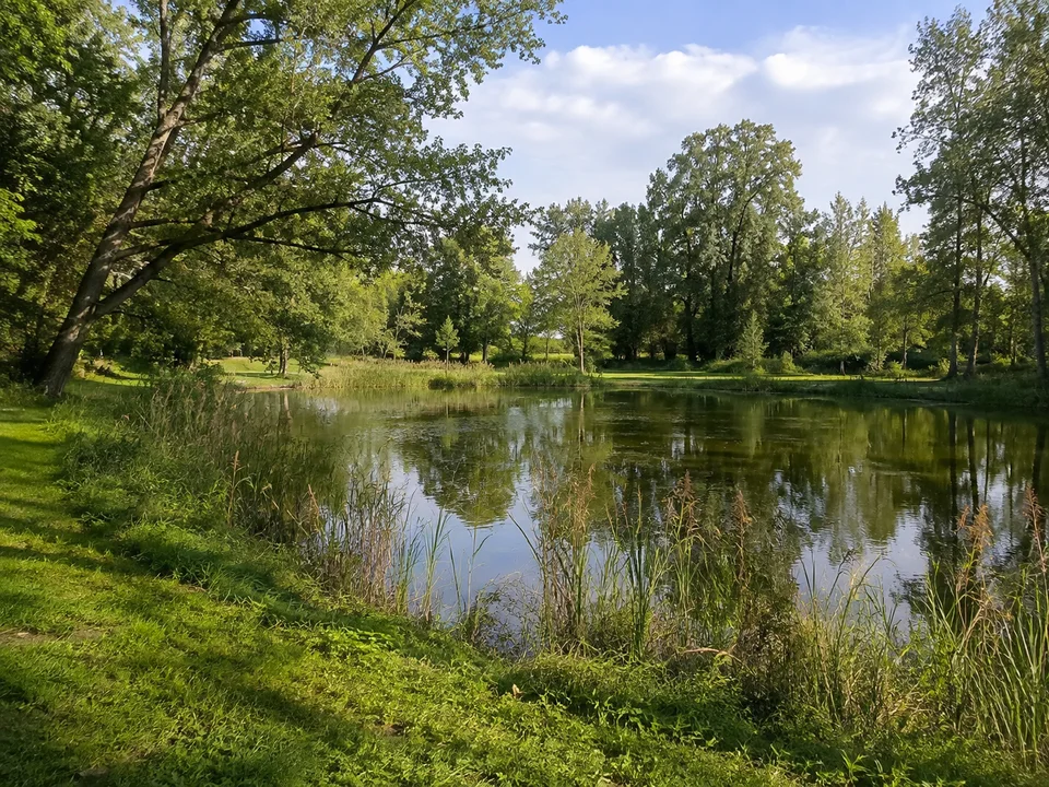 Wieseckaue am Schwanenteich: Kleiner ruhiger Parksee mit Schilf, grünen Wiesen und alten Laubbäumen