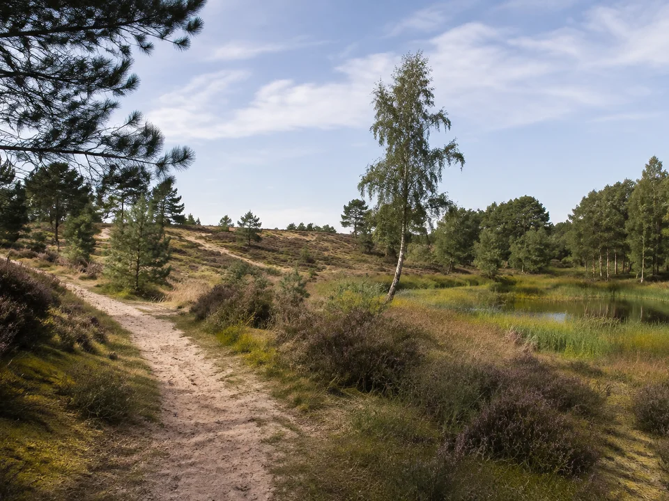 Gifhorner Heide bei Winkel: kleine sandige Heidefläche mit Kiefern und Birken an feuchter Senke