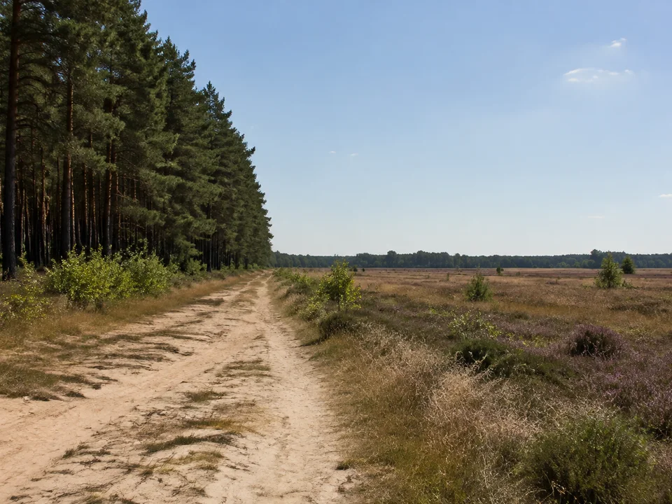 Feld- und Kiefernwaldrand bei Wilsche mit sandigem Weg und flachem Horizont