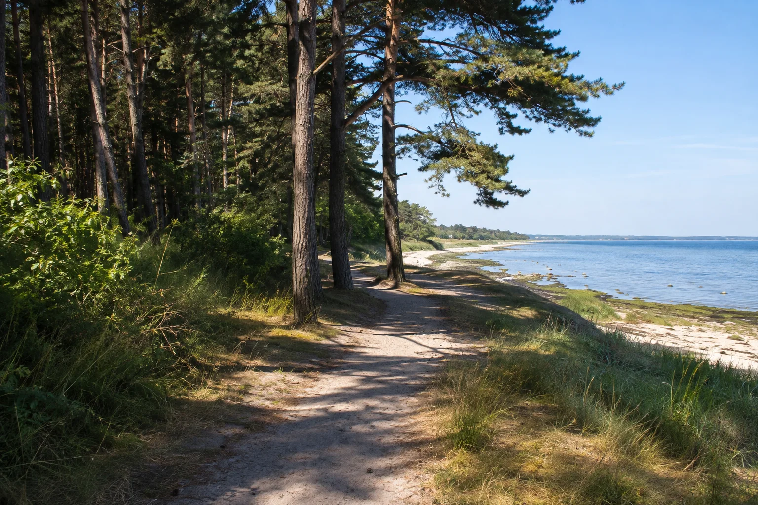Glowe: Glowes Küstenwald: landseitiger sandiger Weg unter Kiefern hinter einem flachen Ostseestrand