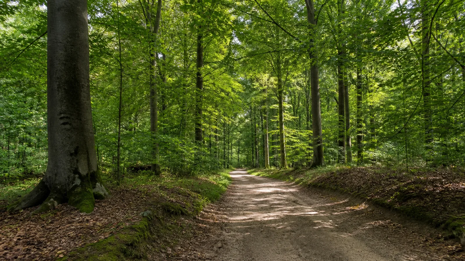 Sandiger Laubwaldweg im Reichswald bei Goch