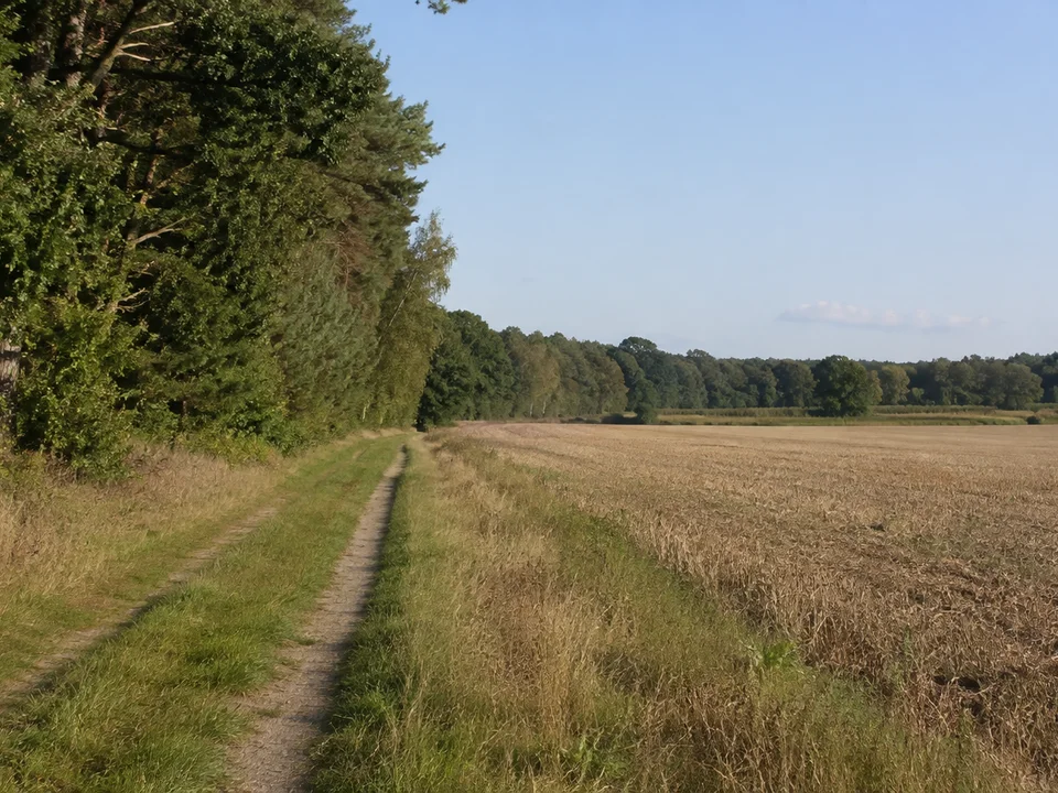 Waldrand bei Govelin mit schmalem Feldweg und blüharmen spätsommerlichen Äckern
