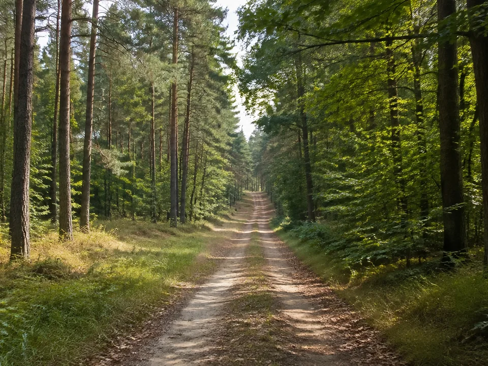 Südliche Göhrde bei Zernien: langer Forstweg zwischen Kiefern und Buchen auf sanft hügeligem Gelände