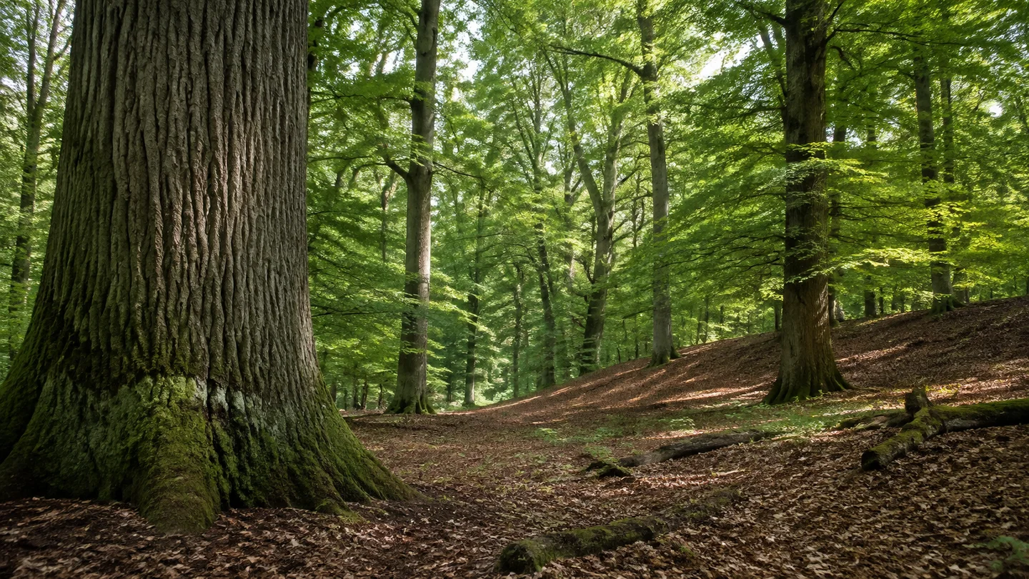 Göhrde: Naturum Göhrde: Göhrde: alter Eichen-Buchen-Mischwald mit mächtigen Stämmen und welligem laubbedecktem Boden