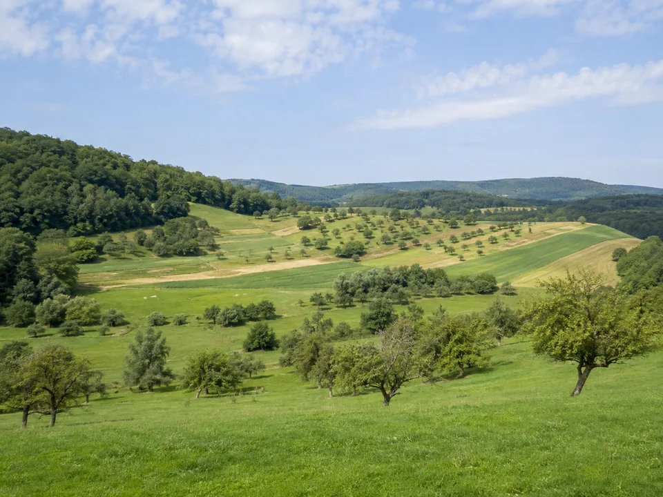 Göppinger Albvorland: Obstwiesen und grüne Felder auf sanften Hügeln bei Jebenhausen mit Laubwaldsäumen