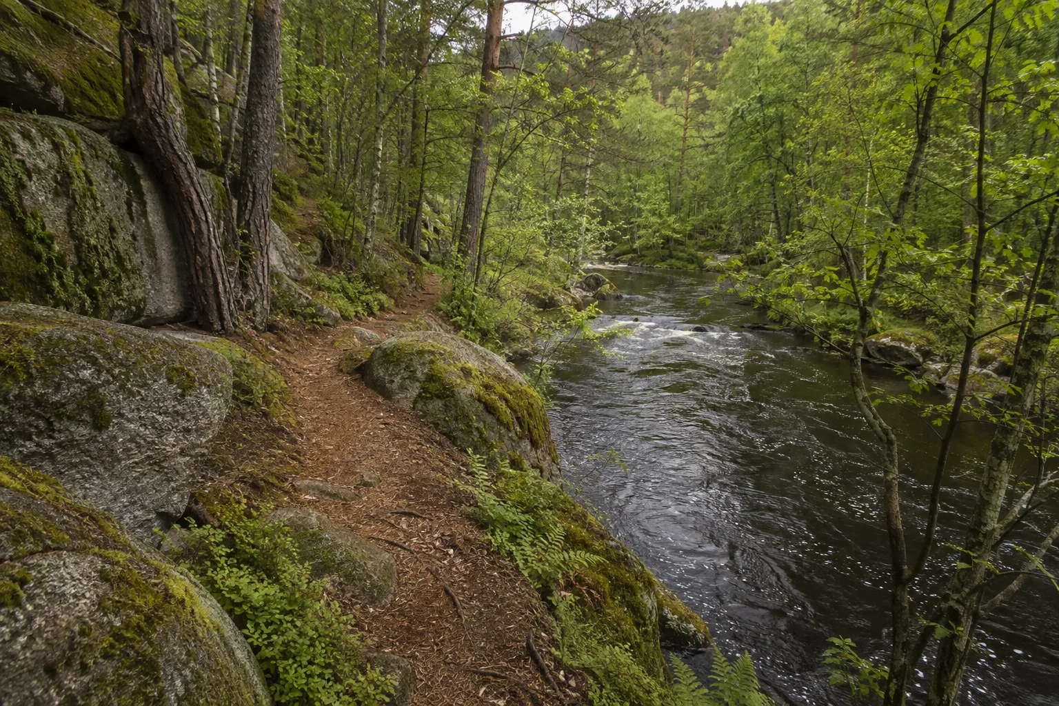 Goldsteig: Goldsteig im Waldnaabtal: schmaler Waldpfad über Granit neben einem dunklen Fluss