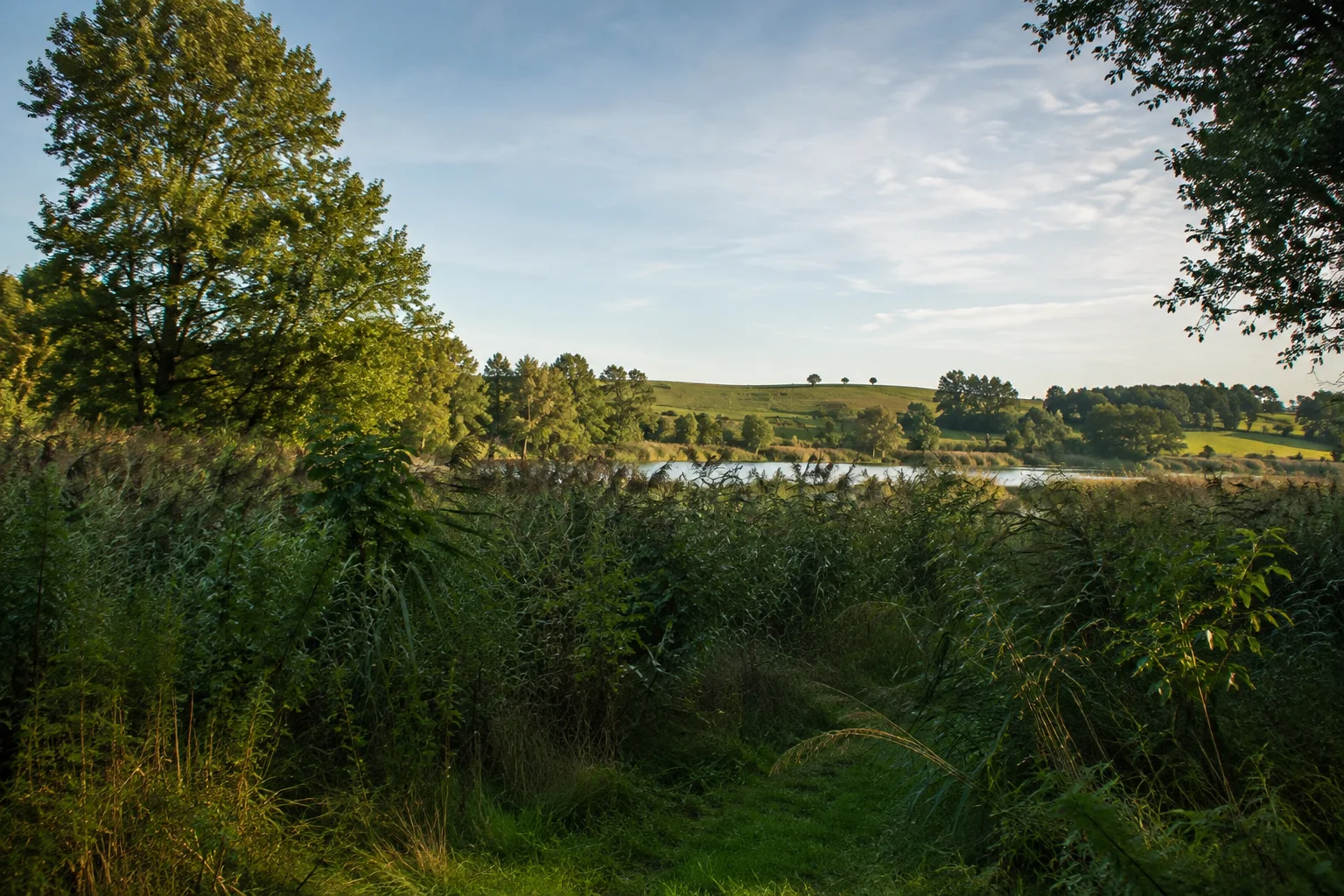 Meseberger Landschaft: kleiner See hinter Schilf und Laubbäumen mit sanften grünen Hügeln ohne Schlossnahaufnahme