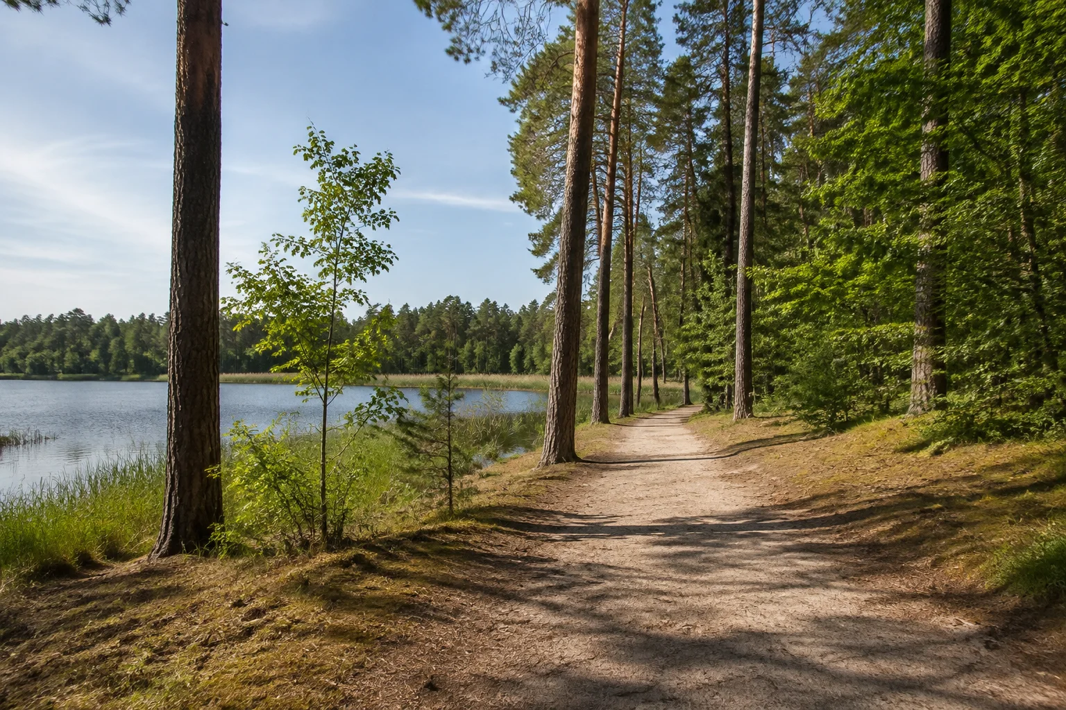 Dannenwalder Wald: breiter sandiger Wanderweg zwischen Kiefern und Buchen nahe einem kleinen Seenraum