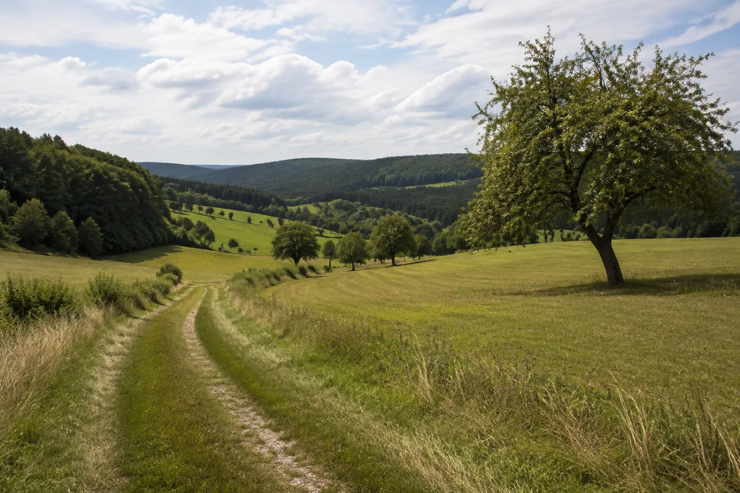 Offene Höhenwiese bei Hammelbach mit geschwungenem Wirtschaftsweg, einzelnen Obstbäumen und Waldkämmen im mittleren Odenwald.