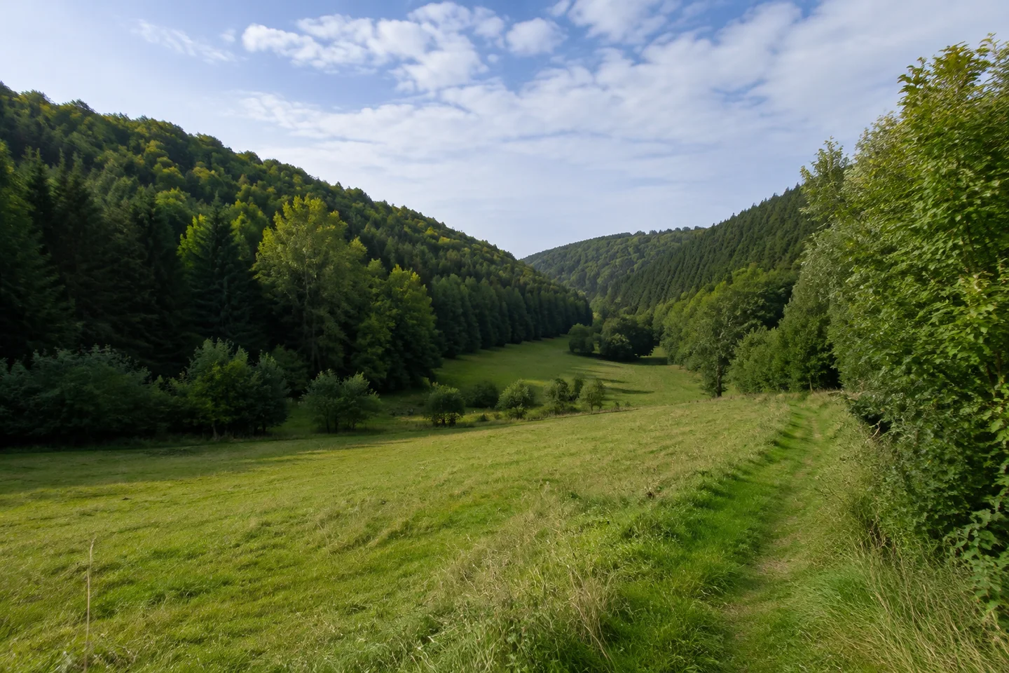 Wiesenweg am Ulfenbachtal bei Wahlen in Grasellenbach, längliches Tal, grüne Weide und dichter Mischwald auf den flankierenden Hügeln.