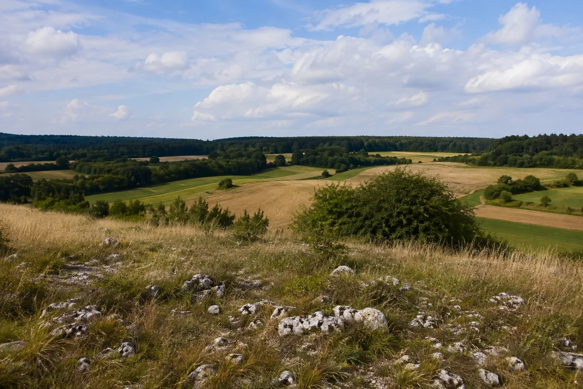 Helle offene Kalkhochfläche bei Kraftsbuch, reife Felder und Wiesenstreifen, Hecken und niedriger Buchenwaldhorizont.