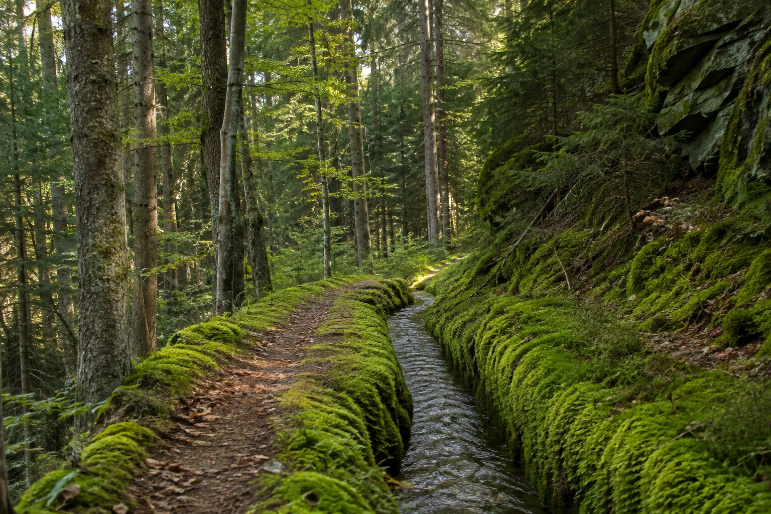 Röhrgraben: historischer Kunstgraben als schmaler Wasserlauf im Wald