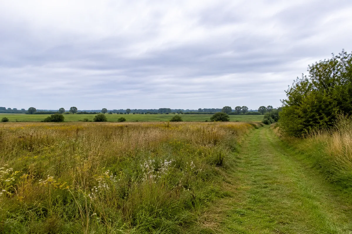 Wiesen und Feldränder bei Friedrichshagen im Greifswalder Hinterland