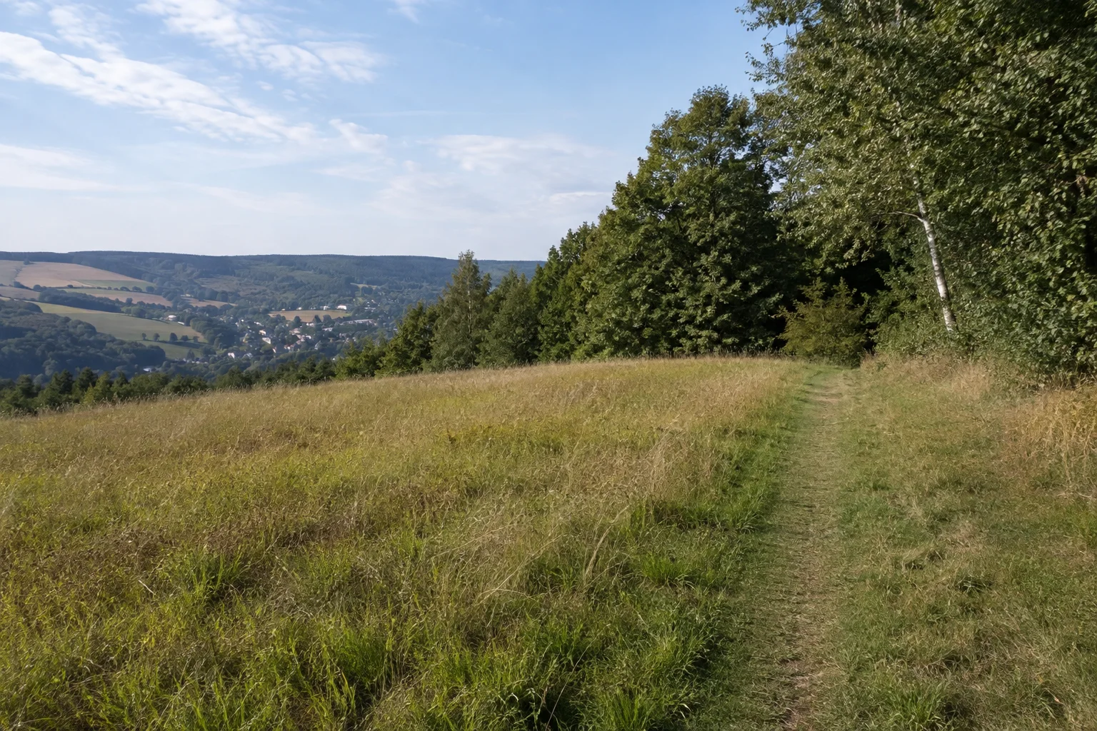 Schönfelder Waldsaum: Wiesenpfad vor gemischtem Wald auf einem niedrigen Höhenrücken