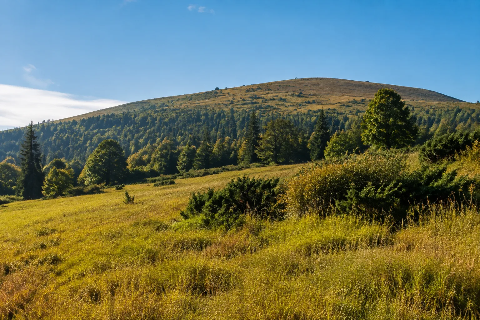 Brennes: Bergwiesen und lichter Wald am Nordhang des Arbermassivs