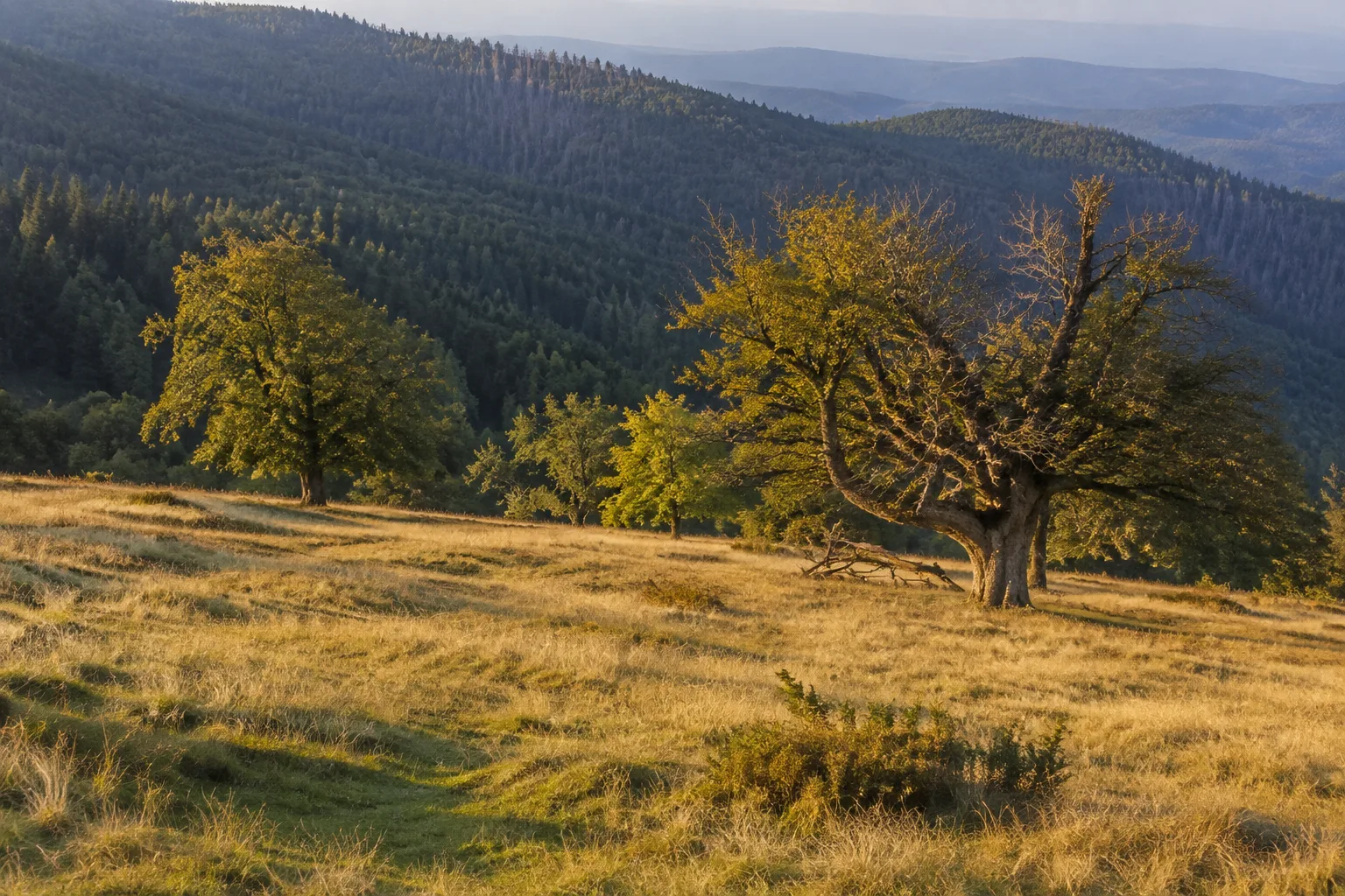 Ruckowitzschachten: offene Hochweide mit alten Solitärbäumen im Waldmeer