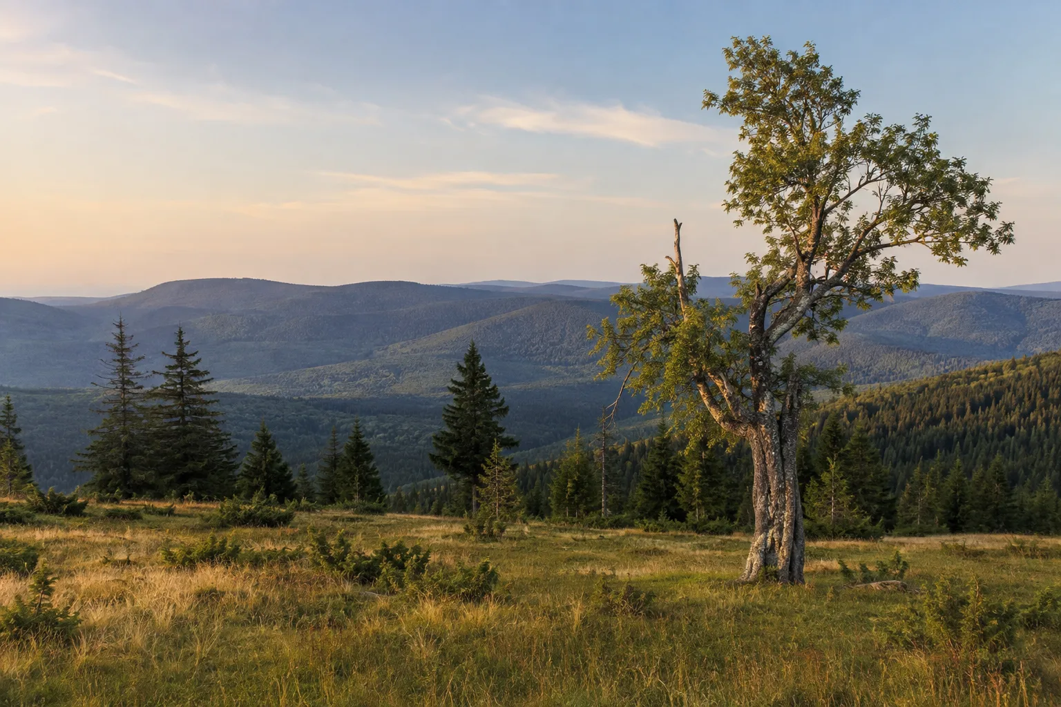 Schachtenblick: offene historische Waldweide zwischen gestaffelten Waldkämmen