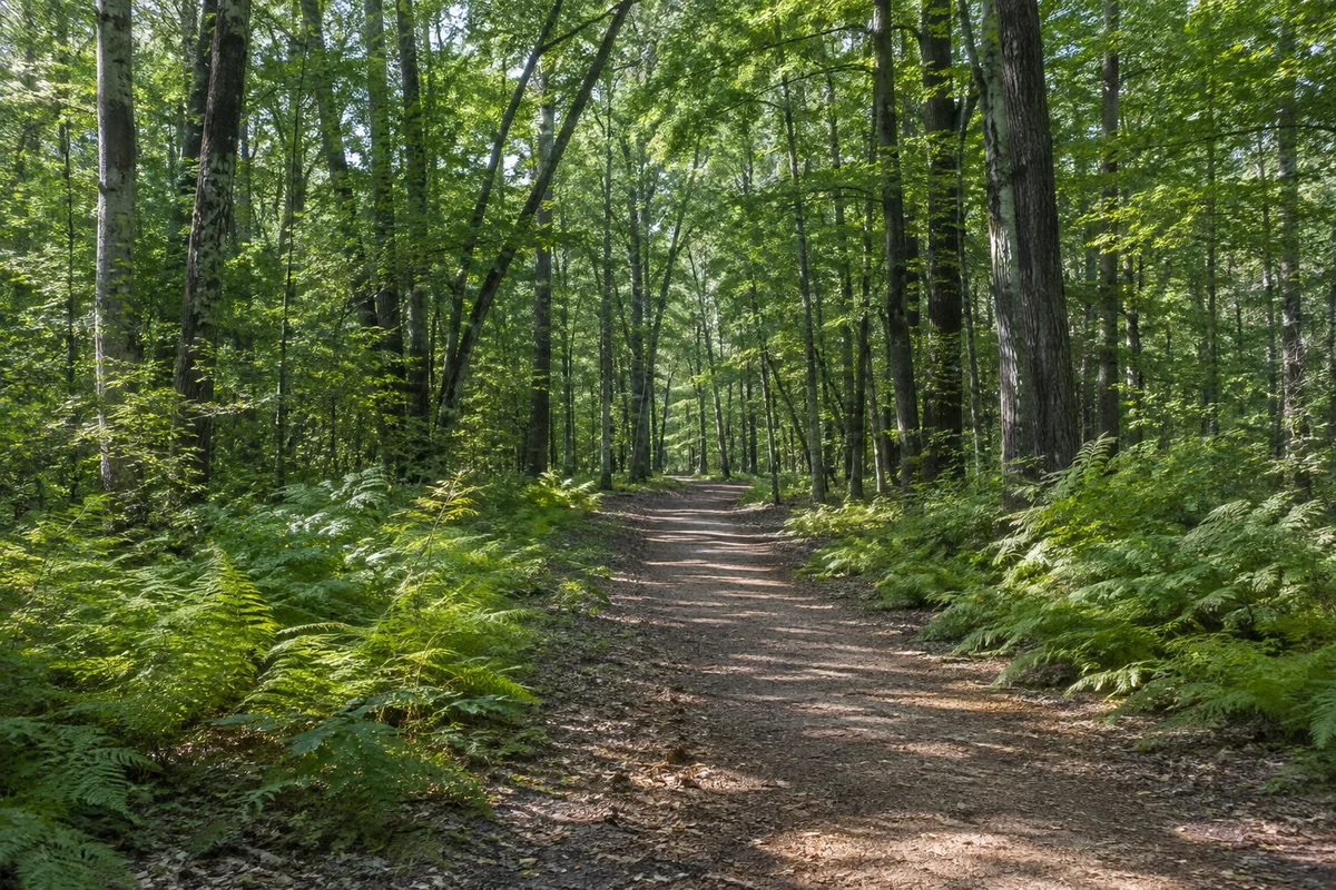 Großpösna: Oberholz Bahnhof: Oberholz: alter gemischter Laubwald mit breitem ebenem Waldweg und Farnen