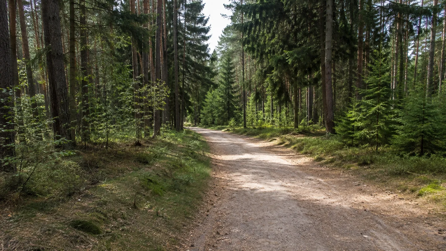 Großröhrsdorf: Masseneistraße: Massenei bei Großröhrsdorf: fast ebener dichter Kiefern-Fichten-Mischwald mit breitem sandig-lehmigem Forstweg