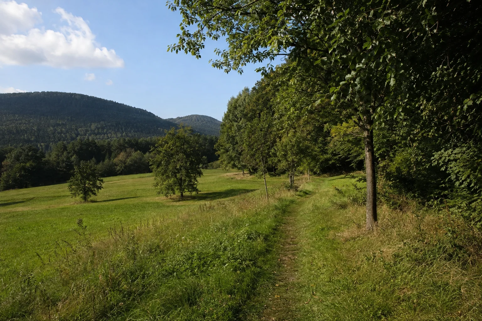 Saalendorfer Waldsaum: grüner Dorfwiesenpfad zwischen einzelnen Laubbäumen und dunklem Bergwald