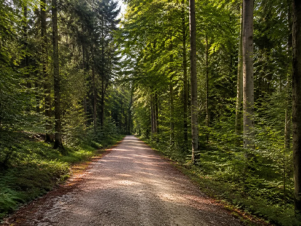 Wald bei Wörnbrunn: flacher Münchner Schotterebenen-Mischwald aus Buchen und Fichten, breiter gerader Kiesweg