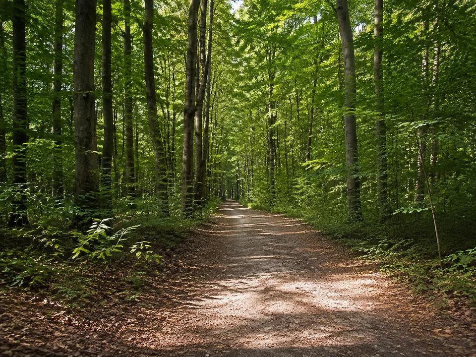 Geiselgasteiger Waldsaum: hohe Laubbäume und lockeres Unterholz an ebenem Weg, keine Filmkulissen oder erfundene Gebäude