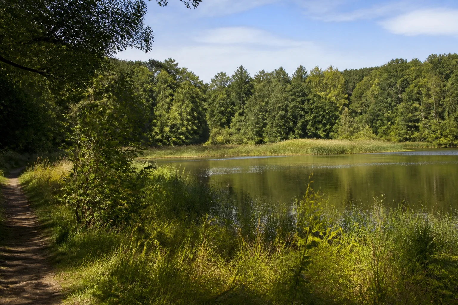 Kleiner Waldsee mit geschütztem Verlandungsufer.
